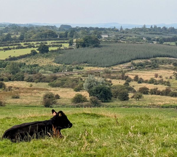 cow on hill